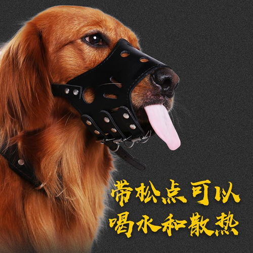 狗狗用嘴套與止吠器全解析｜防亂吃、圍叫、真愛護